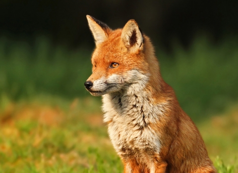 Fox