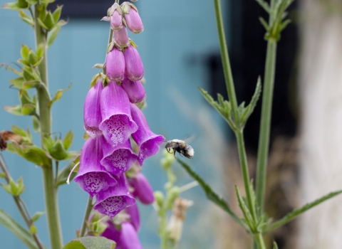 Wildlife garden