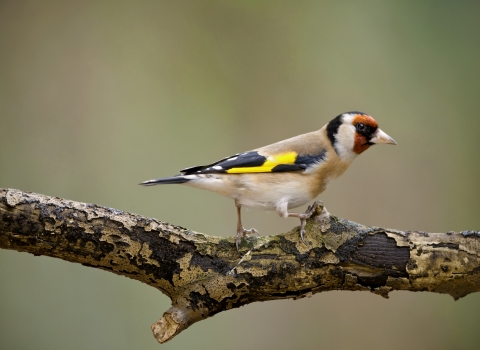 Goldfinch