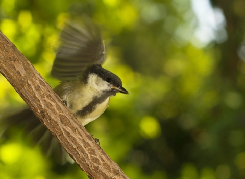 Great tit fledgling