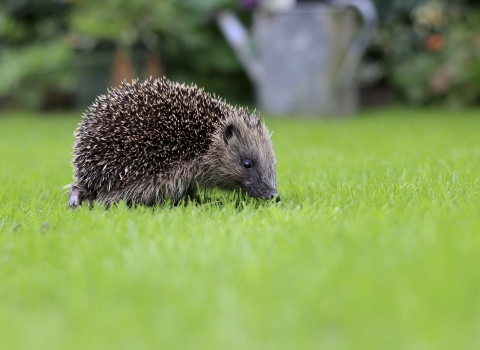 Hedgehog