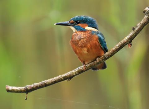 Kingfisher