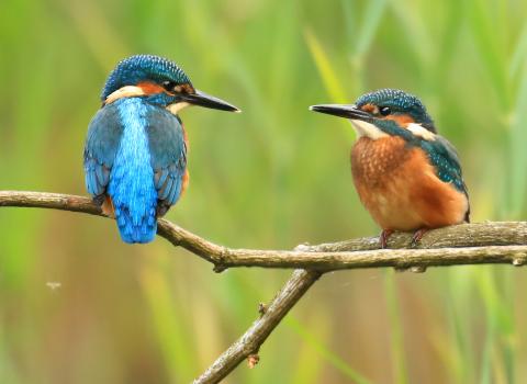 Kingfishers