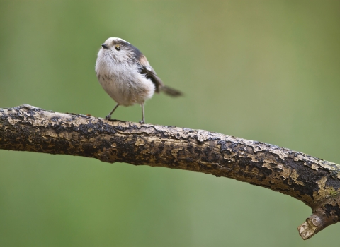 Long-tail tit