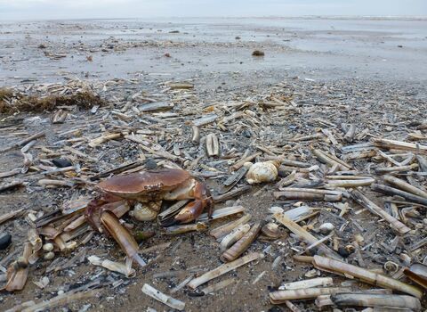 Rimac Strandline