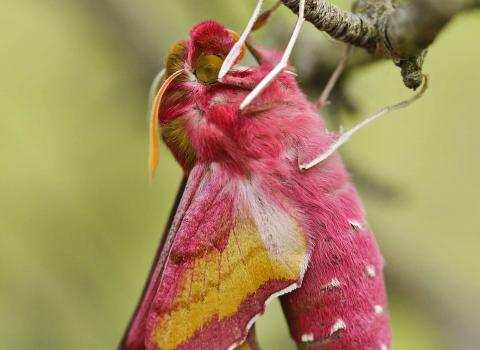 Small elephant hawk moth