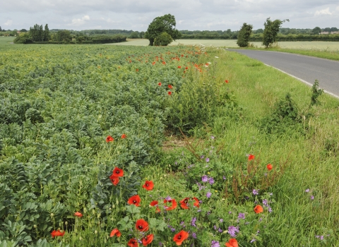 Verge flowers