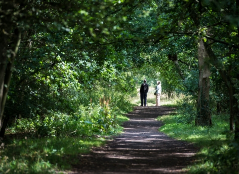 Woodland walk