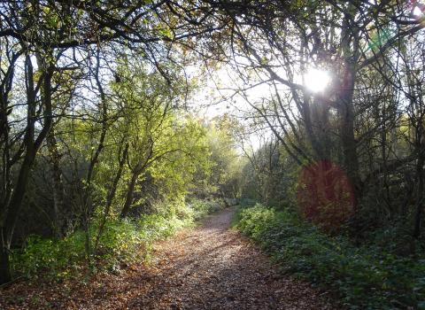 Whisby Nature Park