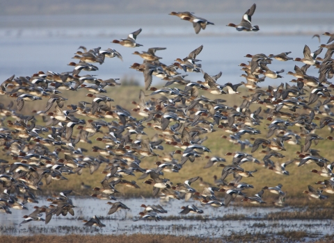 Wigeon