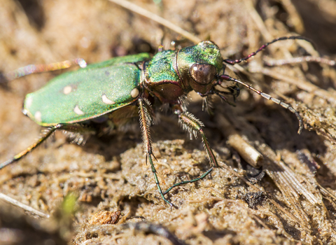 Green tiger beetle