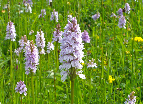 Spotted orchids