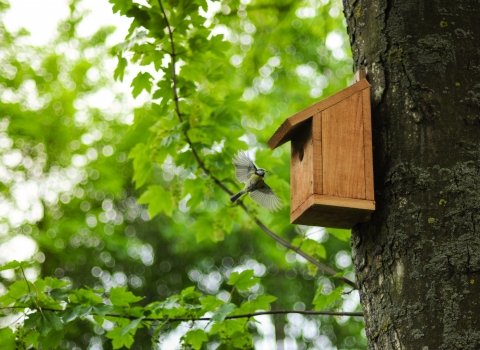 Blue tit bird box