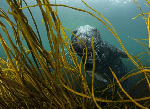 Grey Seal