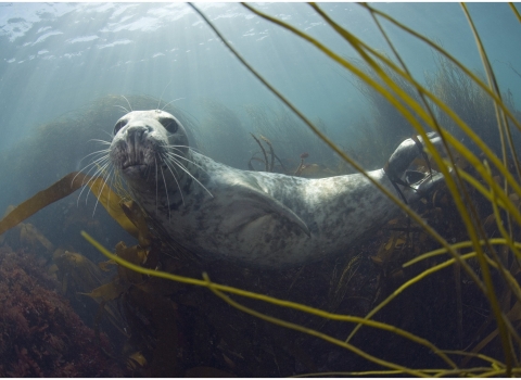 Grey seal