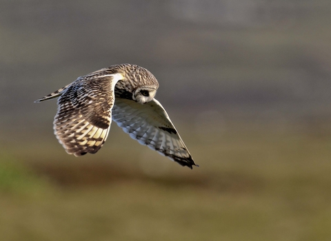 Short-eared Owl