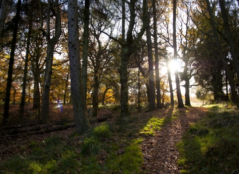 Autumn woodland