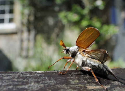 Common cockchafer