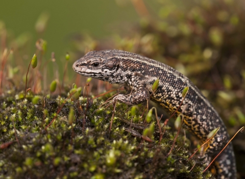 Common lizard