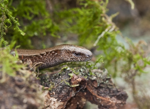 Slow worm