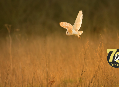 Barn Owl