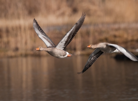 Greylag Geese