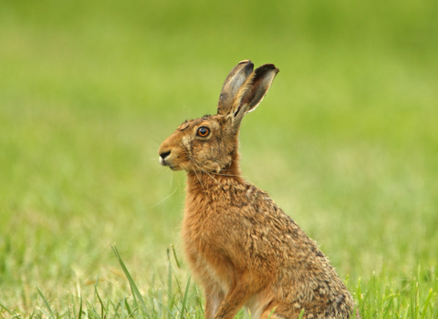 Hare