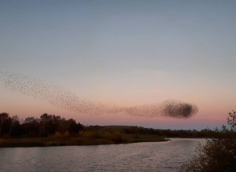 Starling Murmuration