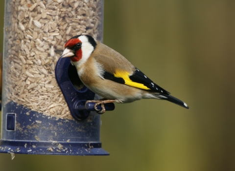 Goldfinch