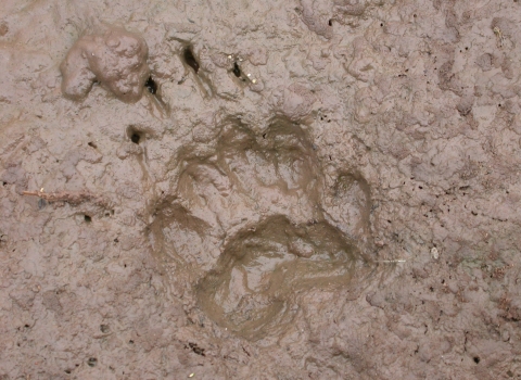 Badger print