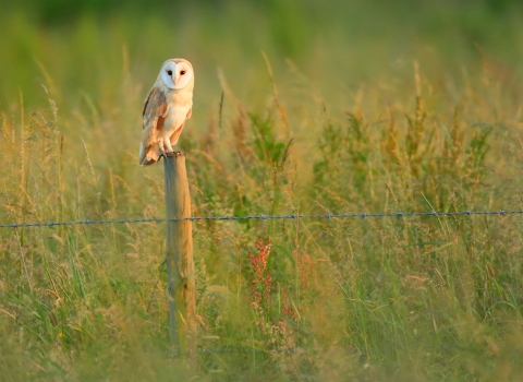 Barn owl