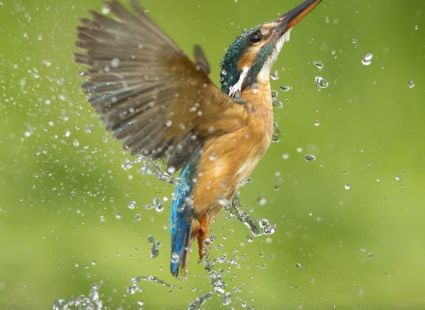 Kingfisher