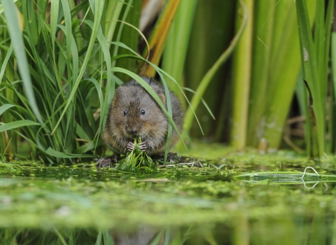 Water vole