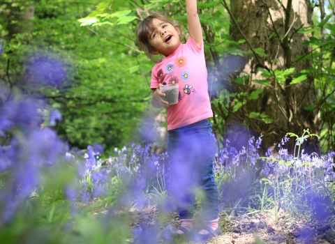 Bluebell Wood