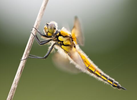 Four-spotted chaser