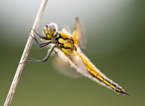 Four-spotted chaser