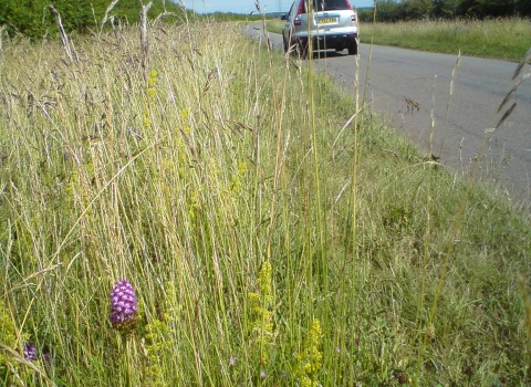 Roadside Nature Reserve