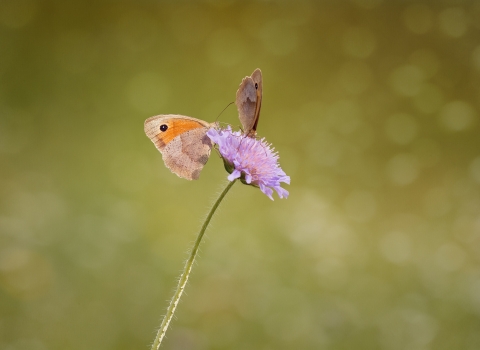Meadow brown