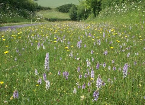 Orchids on Claxby Roadside Nature Reserve