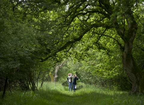 Woodland walk