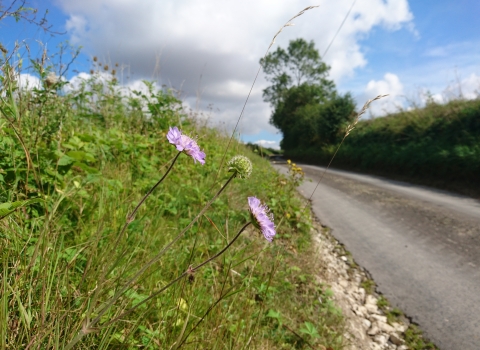 Road verge