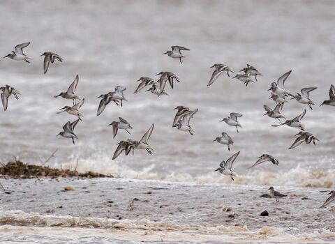 Gibraltar Point wader roost