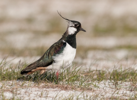 Lapwing