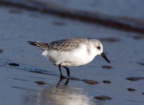 Sanderling