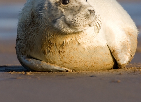 Grey seal pup