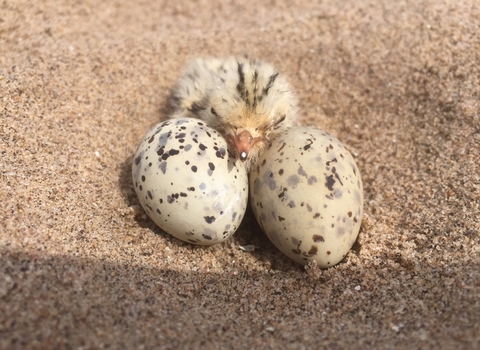 Little tern eggs and chick (c) Richard Doan