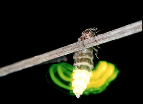 Glow-worm