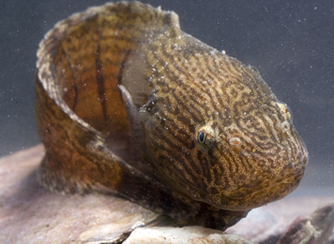 Montagu's sea snail