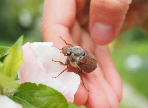 Chafer