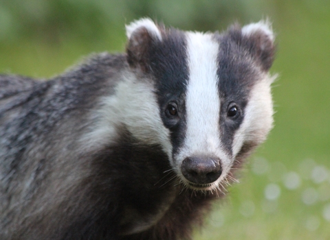 Badger